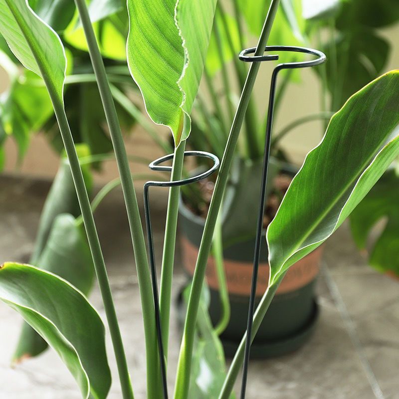 1/10pcs Garden สนับสนุน Stake  - Plant Parent Tools บทวิจารณ์และราคา
