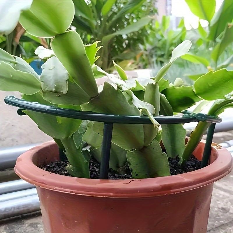 เสาค้ำต้นไม้พลาสติกแบบครึ่งวงก - Plant Parent Tools บทวิจารณ์และราคา
