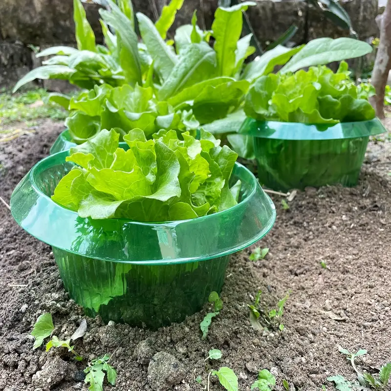 พืช Slug ป้องกันแหวนผักฝาครอบพ - Plant Parent Tools บทวิจารณ์และราคา